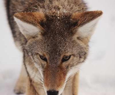 shimla-kasauli---the-best-of-both-worlds